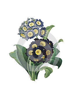 Auricula Antique Flower Illustration photo