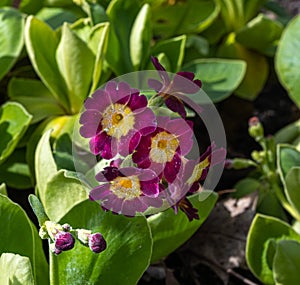 Auricula, Bearâ€˜s Ear Primula auricula. Karlsruhe, Germany