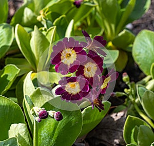 Auricula, Bearâ€˜s Ear Primula auricula. Karlsruhe, Germany