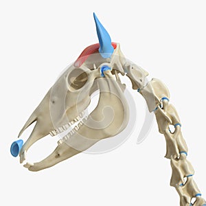 Auricular muscle