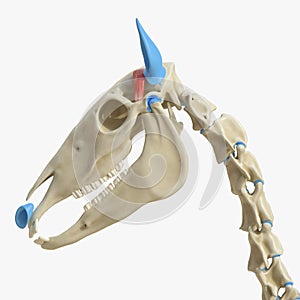 Auricular muscle