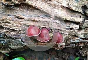 Auricularia auricula & x28;Jelly mushroom/Woodear/mushroom& x29;