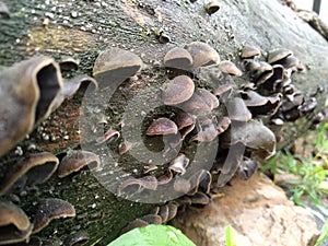 Auricularia auricula-judae, commonly known as wood ear or black wood ear (species of edible Auriculariales fungus)