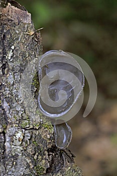 Auricularia auricula-judae is an edible mushroom, which is known as wood ear, free ear, black ear mushroom, and free jelly fish photo