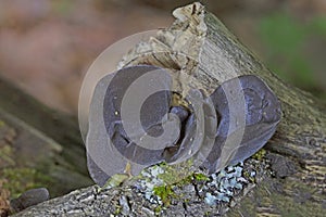 Auricularia auricula-judae is an edible mushroom, which is known as wood ear, free ear, black ear mushroom, and free jelly fish photo