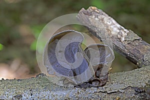 Auricularia auricula-judae is an edible mushroom, which is known as wood ear, free ear, black ear mushroom, and free jelly fish