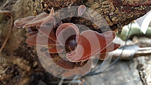 Auricularia auricula-judae, a family of mushrooms