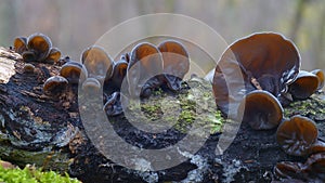 Auricularia auricula-judae fungus