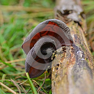 Auricularia auricula-judae fungus