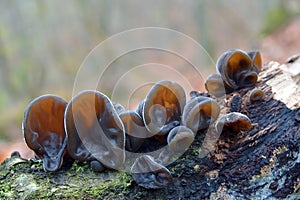 Auricularia auricula-judae fungus photo