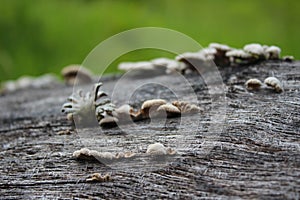 Auricularia auricula judae, known as the Jew`s ear, wood ear, jelly ear on the hive, edible mushroom, macro photography