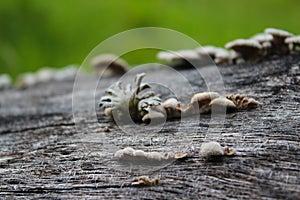 Auricularia auricula judae, known as the Jew`s ear, wood ear, jelly ear on the hive, edible mushroom, macro photography
