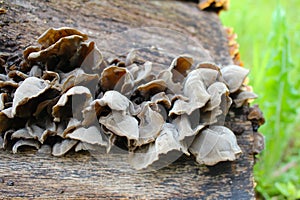 Auricularia auricula judae, known as the Jew`s ear, wood ear, jelly ear on the hive, edible mushroom, macro photography