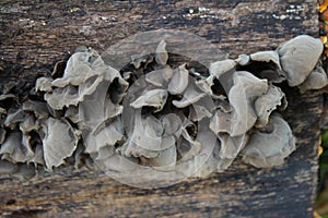 Auricularia auricula judae, known as the Jew`s ear, wood ear, jelly ear on the hive, edible mushroom, macro photography