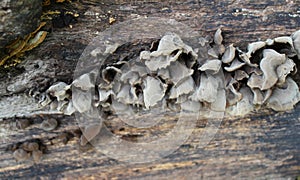 Auricularia auricula judae, known as the Jew`s ear, wood ear, jelly ear on the hive, edible mushroom, macro photography
