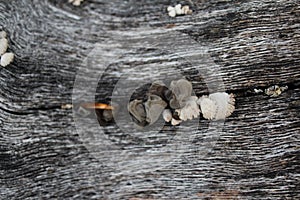 Auricularia auricula judae, known as the Jew`s ear, wood ear, jelly ear on the hive, edible mushroom, macro photography, on the hi