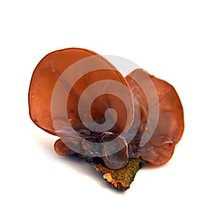 Auricularia auricula-judae mushroom