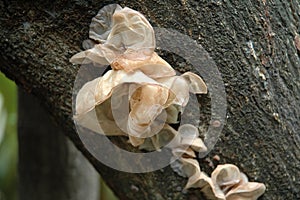 Auricularia Auricula-Judae, Vegetable Mushroom