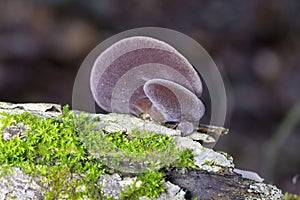 Auricularia auricula-judae, which has the recommended English name jelly ear, also known as Judas\'s ear or Jew\'s ear