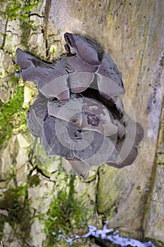 Auricularia auricula-judae, which has the recommended English name jelly ear,also known as Judas\'s ear or Jew\'s ear