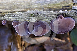 Auricularia auricula-judae, which has the recommended English name jelly ear, also known as Judas's ear or Jew's ear