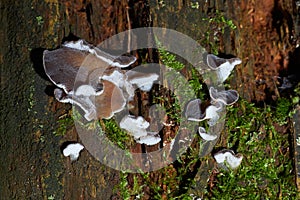 Auricularia cornea fungus Hairy JewÃ¢â¬â¢s Ear, Wood Ear, Cloud Ear growing on a fallen tree trunk