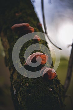 Auriculariaceae mushroom on the trunk. wood ear fungus growing in the wild. tasty natural vegan food