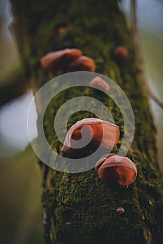 Auriculariaceae mushroom on the trunk. wood ear fungus growing in the wild. tasty natural vegan food