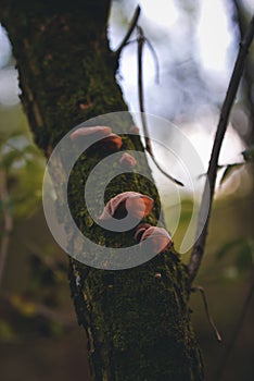 Auriculariaceae mushroom on the trunk. wood ear fungus growing in the wild. tasty natural vegan food