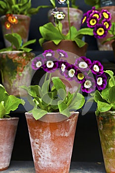 Auriculas in vintage clay pots close-up.