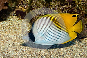 Auriga Butterflyfish