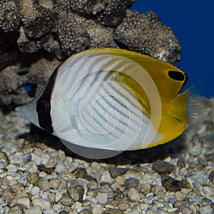 Auriga Butterflyfish photo