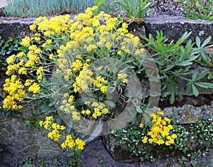 Aurinia saxatilis, Alyssum saxatile