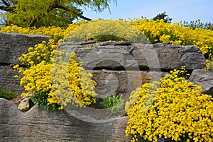 Aurinia saxatilis or Alyssum saxatile, Alyssum saxatile compactum