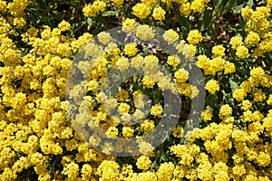 Aurinia saxatilis blooms with yellow flowers in May. Berlin, Germany