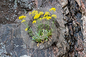 Aurinia saxatilis Common names -  basket of gold, goldentuft alyssum, golden alyssum