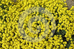 Aurinia saxatilis compacta photo
