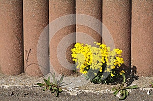Golden alison growing on a garden wall photo