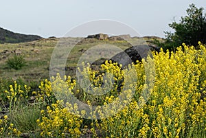 Aurinia saxatilis. Golden Alyssum blossoms