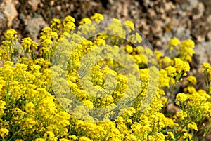 Aurinia saxatilis. Golden Alyssum blossoms