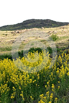 Aurinia saxatilis. Golden Alyssum blossoms