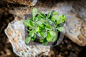 Aurinia saxatilis plant standing on rural stone wall photo