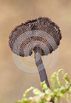 Auriscalpium vulgare, commonly known as the pinecone mushroom, the cone tooth, or the ear-pick fungus,