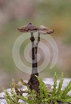 Auriscalpium vulgare, commonly known as the pinecone mushroom, the cone tooth, or the ear-pick fungus.