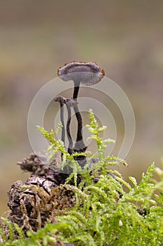 Auriscalpium vulgare, commonly known as the pinecone mushroom, the cone tooth, or the ear-pick fungus