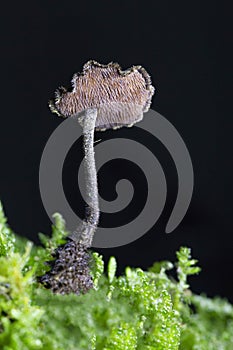 Auriscalpium vulgare, commonly known as the pinecone mushroom, the cone tooth, or the ear-pick fungus