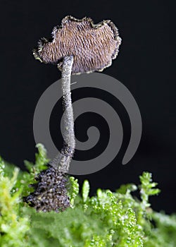 Auriscalpium vulgare, commonly known as the pinecone mushroom, the cone tooth, or the ear-pick fungus