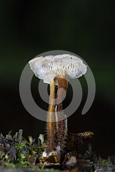 Auriscalpium vulgare, commonly known as the pinecone mushroom, the cone tooth, or the ear-pick fungus