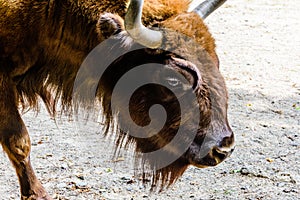 Auroch Bison bonasus in a corral at farm. Closeup of auroch muzzle
