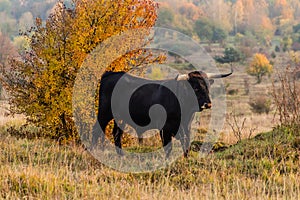 Auroch (Bos primigenius) in Milovice Nature Reserve, Czech Republ